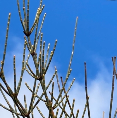 Allocasuarina littoralis (Black She-oak) at QPRC LGA - 17 Jul 2020 by Safarigirl