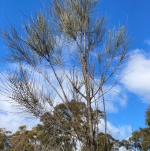 Allocasuarina littoralis at Burra, NSW - 17 Jul 2020