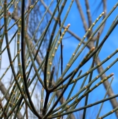 Allocasuarina littoralis at Burra, NSW - 17 Jul 2020