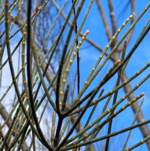 Allocasuarina littoralis at Burra, NSW - 17 Jul 2020