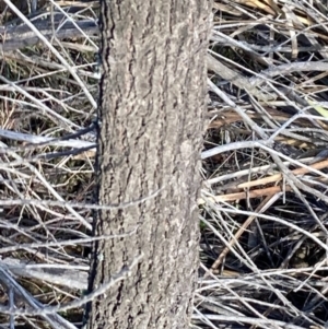 Allocasuarina littoralis at Burra, NSW - 17 Jul 2020