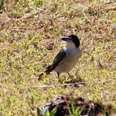 Cracticus torquatus (Grey Butcherbird) at Wolumla, NSW - 17 Jul 2020 by RossMannell