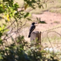 Cracticus torquatus at Wolumla, NSW - 17 Jul 2020 01:29 PM