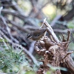 Sericornis frontalis (White-browed Scrubwren) at Yurammie State Conservation Area - 17 Jul 2020 by RossMannell