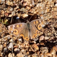 Junonia villida (Meadow Argus) at Wolumla, NSW - 17 Jul 2020 by RossMannell