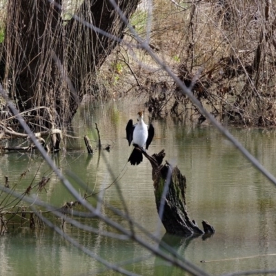 Microcarbo melanoleucos (Little Pied Cormorant) at Melba, ACT - 19 Jul 2020 by Kurt