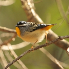 Pardalotus punctatus (Spotted Pardalote) at Bundanoon, NSW - 19 Jul 2020 by Snowflake