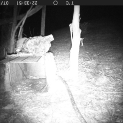 Petaurus notatus (Krefft’s Glider, Sugar Glider) at "Rivendell" Mimosa Park Road - 18 Jul 2020 by vivdavo