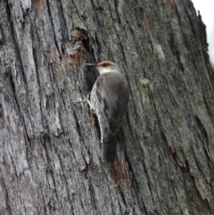 Climacteris erythrops (Red-browed Treecreeper) at Morton National Park - 19 Jul 2020 by Snowflake
