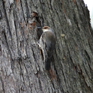 Climacteris erythrops at Morton National Park - 19 Jul 2020 11:13 AM