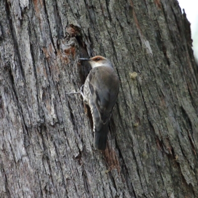 Climacteris erythrops (Red-browed Treecreeper) at Bundanoon - 19 Jul 2020 by Snowflake