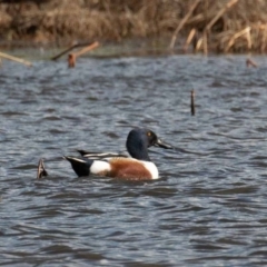 Spatula clypeata (Northern Shoveler) at Fyshwick, ACT - 19 Jul 2020 by rawshorty