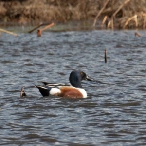 Spatula clypeata at Fyshwick, ACT - 19 Jul 2020