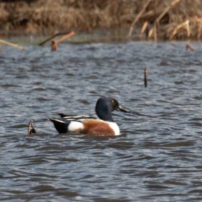 Spatula clypeata (Northern Shoveler) at Fyshwick, ACT - 19 Jul 2020 by rawshorty