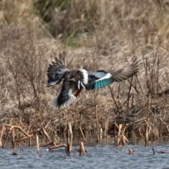 Spatula clypeata at Fyshwick, ACT - 19 Jul 2020