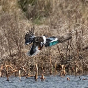 Spatula clypeata at Fyshwick, ACT - 19 Jul 2020