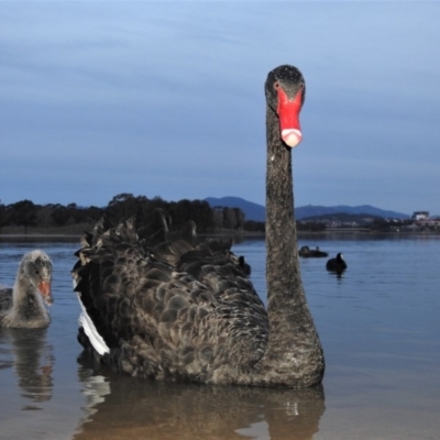 Cygnus atratus (Black Swan) at Lake Tuggeranong - 18 Jul 2020 by YumiCallaway