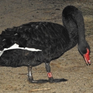 Cygnus atratus at Greenway, ACT - 18 Jul 2020 05:12 PM