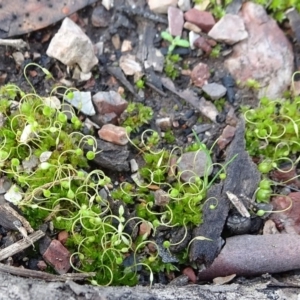 Funaria hygrometrica at Bruce, ACT - 18 Jul 2020