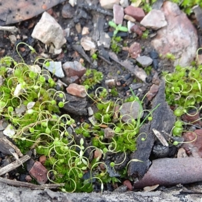 Funaria hygrometrica (Moss) at Bruce, ACT - 18 Jul 2020 by JanetRussell