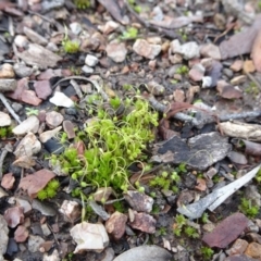 Funaria hygrometrica at Bruce, ACT - 18 Jul 2020