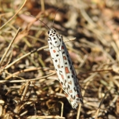 Utetheisa pulchelloides (Heliotrope Moth) at Jerrabomberra, ACT - 31 Mar 2018 by YumiCallaway
