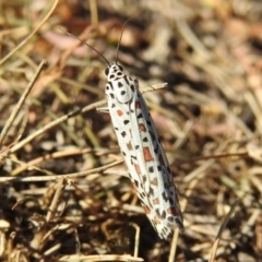 Utetheisa pulchelloides (Heliotrope Moth) at Jerrabomberra, ACT - 1 Apr 2018 by YumiCallaway