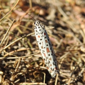 Utetheisa pulchelloides at Jerrabomberra, ACT - 1 Apr 2018 09:51 AM