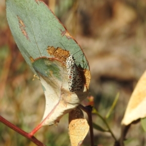 Utetheisa pulchelloides at Jerrabomberra, ACT - 1 Apr 2018