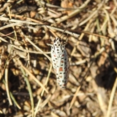 Utetheisa pulchelloides at Jerrabomberra, ACT - 1 Apr 2018 09:51 AM