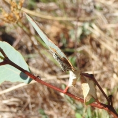 Utetheisa pulchelloides at Jerrabomberra, ACT - 1 Apr 2018