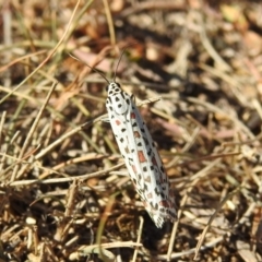 Utetheisa pulchelloides at Jerrabomberra, ACT - 1 Apr 2018