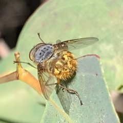 Calliphora sp. (genus) (Unidentified blowfly) at Black Range, NSW - 19 Jul 2020 by StephH