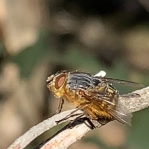 Calliphora sp. (genus) at Black Range, NSW - 19 Jul 2020