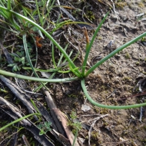 Bulbine sp. at Murrumbateman, NSW - 5 Jul 2020