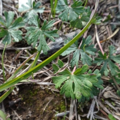 Geranium solanderi (Native Geranium) at Murrumbateman Cemetery - 5 Jul 2020 by AndyRussell