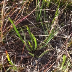 Plantago sp. (Plantain) at Murrumbateman, NSW - 5 Jul 2020 by AndyRussell