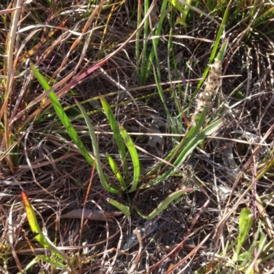 Plantago sp. (Plantain) at Murrumbateman, NSW - 5 Jul 2020 by AndyRussell