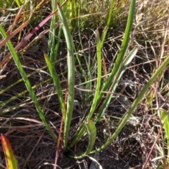 Plantago sp. at Murrumbateman, NSW - 5 Jul 2020