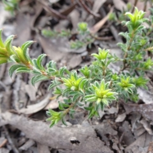 Pultenaea procumbens at Bruce, ACT - 18 Jul 2020