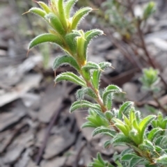 Pultenaea procumbens at Bruce, ACT - 18 Jul 2020 12:18 PM