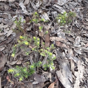 Pultenaea procumbens at Bruce, ACT - 18 Jul 2020 12:18 PM