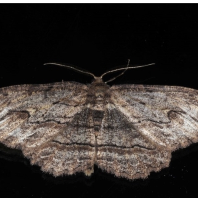 Ectropis excursaria (Common Bark Moth) at Ainslie, ACT - 18 Jul 2020 by jb2602