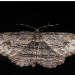 Ectropis excursaria (Common Bark Moth) at Ainslie, ACT - 18 Jul 2020 by jbromilow50