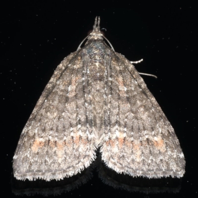 Microdes squamulata (Dark-grey Carpet) at Ainslie, ACT - 18 Jul 2020 by jb2602