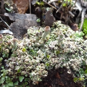 Cladonia sp. (genus) at Bruce, ACT - 18 Jul 2020 12:32 PM