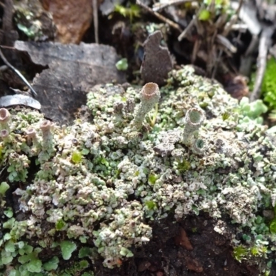 Cladonia sp. (genus) (Cup Lichen) at Bruce, ACT - 18 Jul 2020 by JanetRussell