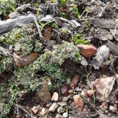 Cladonia sp. (genus) at Bruce, ACT - 18 Jul 2020 12:32 PM