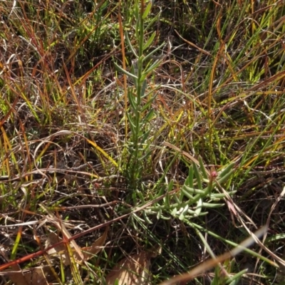 Stackhousia monogyna (Creamy Candles) at Murrumbateman, NSW - 5 Jul 2020 by AndyRussell