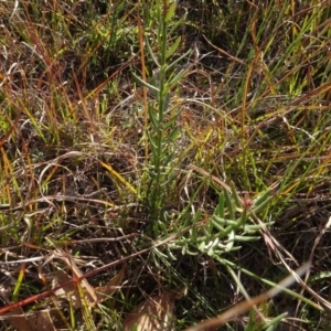Stackhousia monogyna at Murrumbateman, NSW - 5 Jul 2020